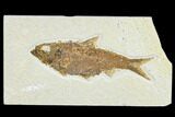 Detailed Fossil Fish (Knightia) - Wyoming #113572-1